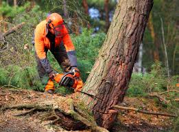 Reliable West Bend, WI Tree Care Services Solutions